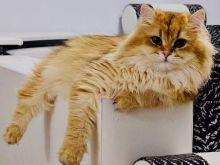 Ekskluzive! Macja Britanike (Persiane) me Qime të Gjatë, Ng