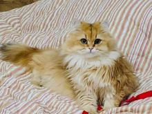 Macja Britanike (Persiane) me Qime të Gjata, Ngjyrë Chinchilla e Artë, me Pamje Mbretërore