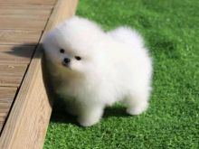 Adorable Pomeranians