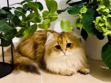 Mbretëresha me Qime të Gjata: Britanike (Persiane) Chinchilla e Artë