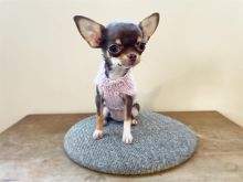 🐾 Këlyshë të ëmbël Chihuahua që kërkojnë shtëpi të dashura!