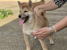Shiba inu puppies