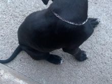 Shitet pitbull
