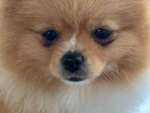 Shesim Mini Pomeranian