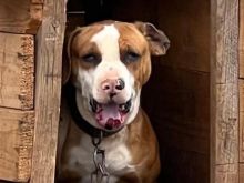 shitet pit