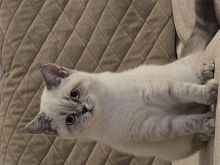 Mace British Shorthair (blue point)