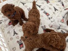 Adorable toypoodles