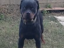 Rottwailer
