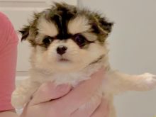 Chihuahua puppies
