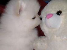 Pomeranian puppies