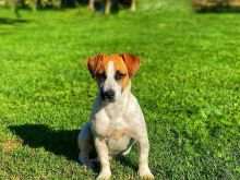 Jack russell terrier