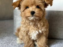 Këlyshët Maltipoo