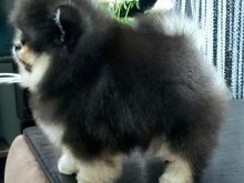 Pomeranian puppies