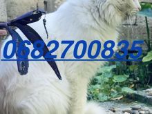Shitet macok Turkish Angora
