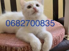 Shiten mace kotele Turkish Angora