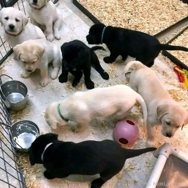 Këlyshët e Labradorit