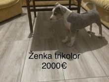 Pit bull terrier