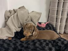 Këlysh Dachshund mini për shitje 🐶