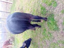 Bull