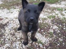 Malinois