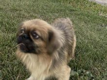 Raca Pekingez