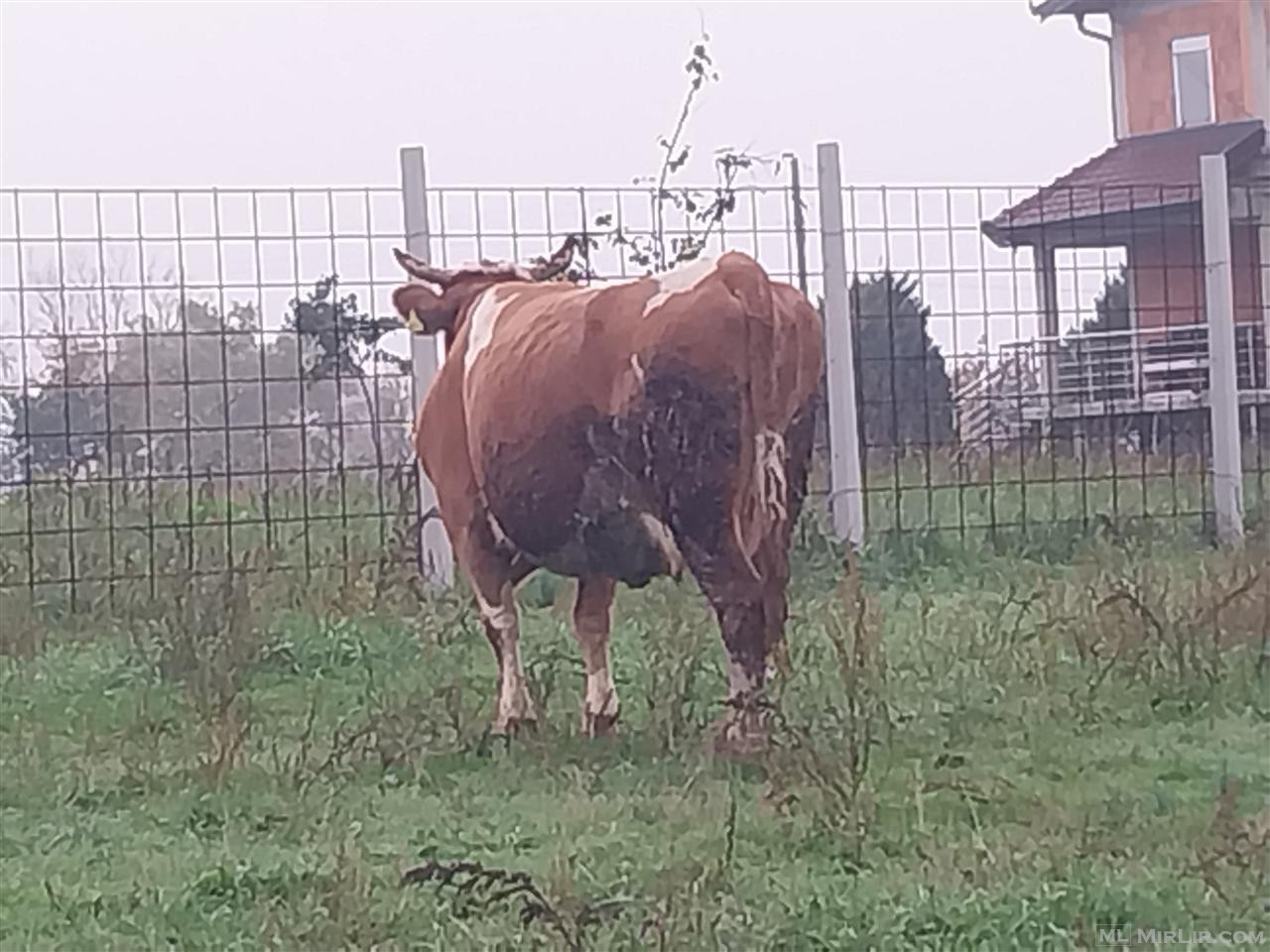 Shitet mshtjerra