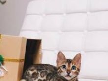  mahnitëse të Bengalit