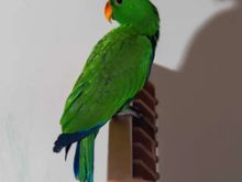 Papagall mashkull Eclectus 