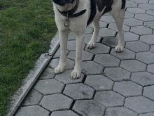 Shes Qenin Akita 👌👌