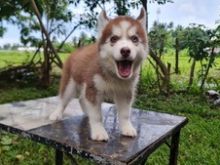 Hasky Siberian