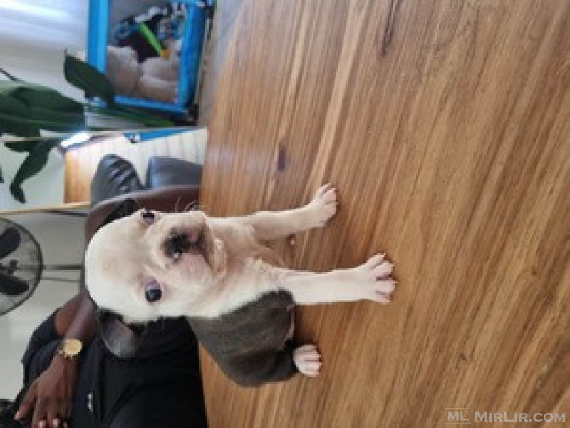 Boston Terrier
