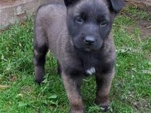 Belg malinois