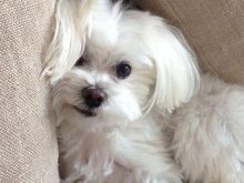 Shitet Bichon Maltese – Mashkull, 100% racë origjinale