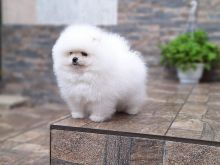 Pomeranian boo