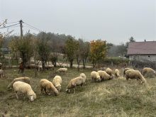 Shiten Delet Barsa kan Fillu mu shtu