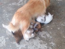 Shiten pupy
