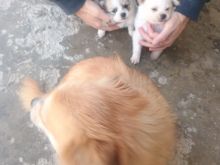 Shiten pomerian 