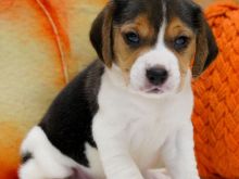 Këlyshë Beagle në dispozicion 