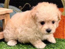 Këlyshët Maltipoo 