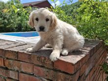 golden retriever