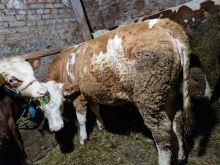 Shitet Mshtjerra rreth 280kg - 4.5€/kg