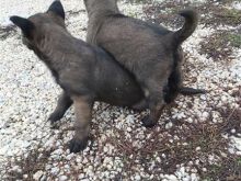 Belg malinois