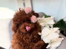 Toy Poodle