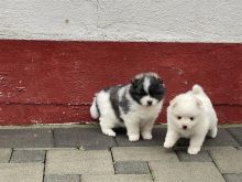 Spitz mini