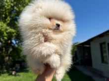 Pomeranian boo