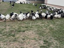 shiten pula-gjela