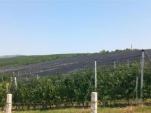 Mundësi e artë: Pemishtja 6.5 hektarë, 25 km nga Prishtina