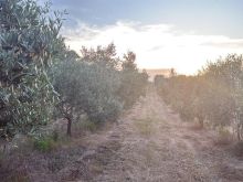 Shitet toke bujqesore prane Parkut Nacional Karavasta ne Div
