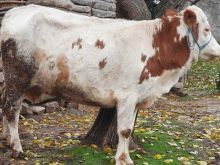 Shes lopen shterrp 4 vjeq e kulloses permi 500 kg
