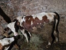 Shitet Mzati rreth 450-500kg - 4.2€/kg